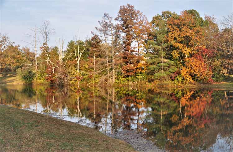 pond and autumn trees